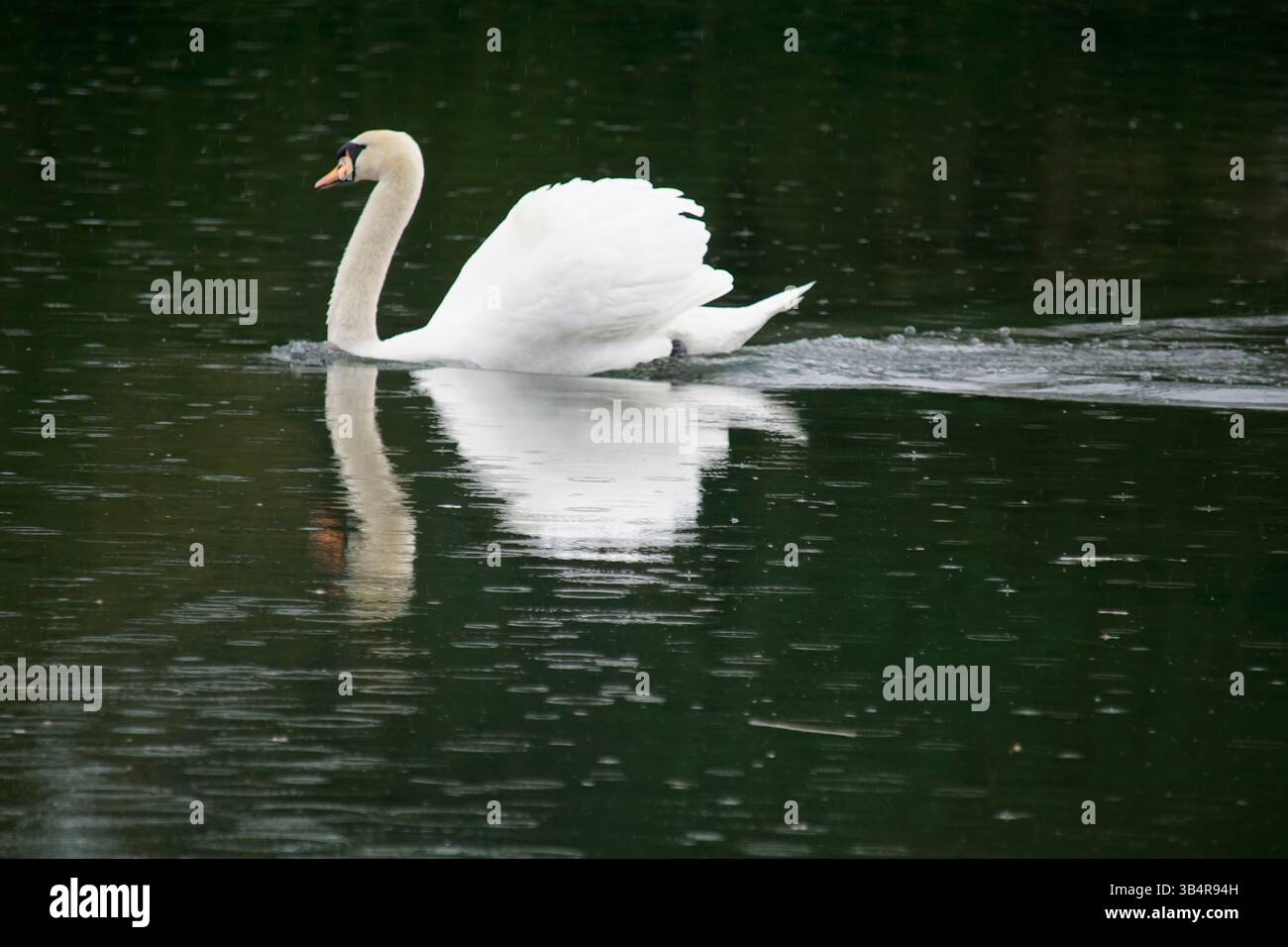 Élégant cygne muet glissant gracieusement sur un lac calme avec un reflet parfait sur la surface de l'eau.Painshill, Cobham, Angleterre Banque D'Images