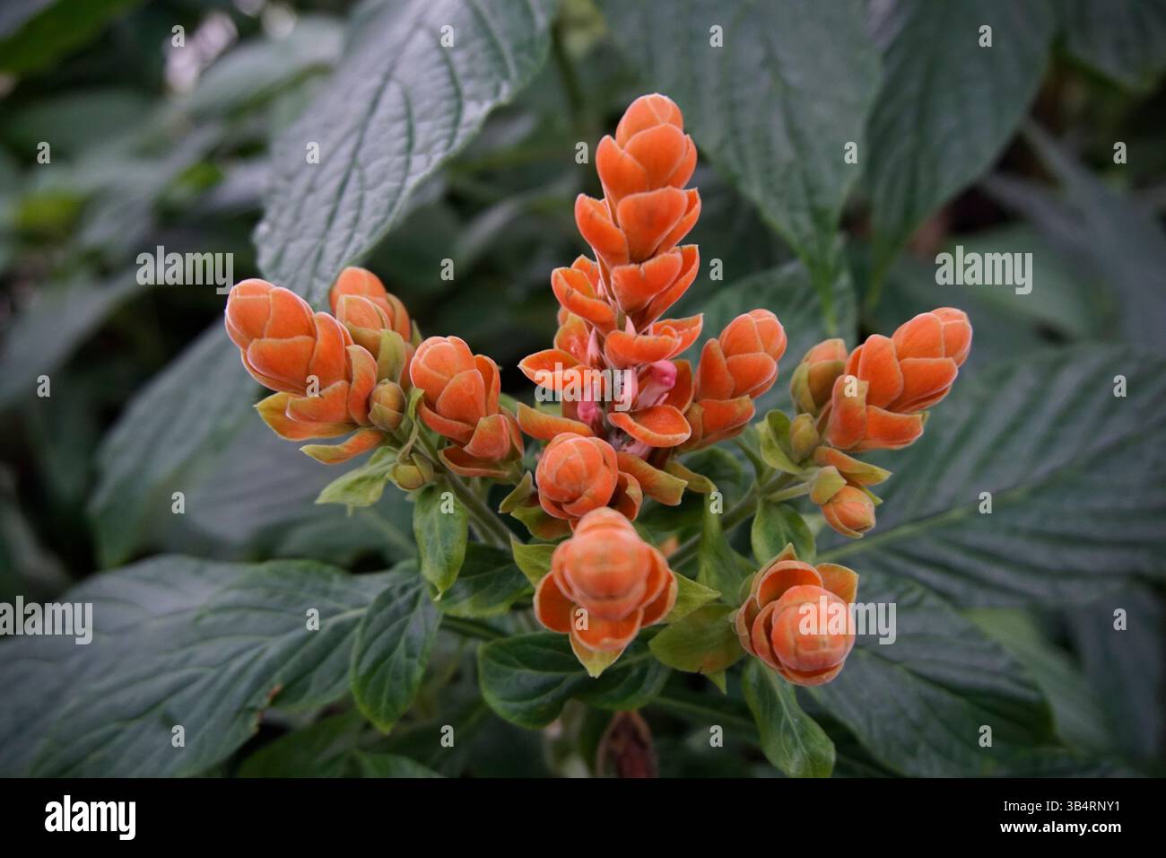 Gros plan d'une grappe de fleurs orange Pachystachys lutea (plante de crevette dorée).RHS Garden, Wisley, Angleterre Banque D'Images