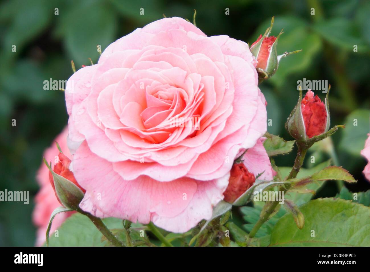 Gros plan d'une rose de jardin rose en pleine floraison avec des pétales mous. RHS Garden, Wisley, Angleterre Banque D'Images