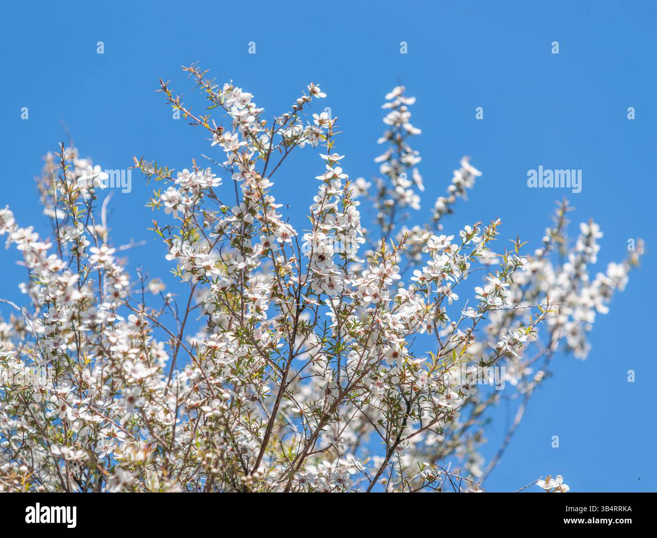 En pleine floraison Nouvelle-Zélande manuka arbre ou Leptospermum scoparium contre ciel bleu. Banque D'Images