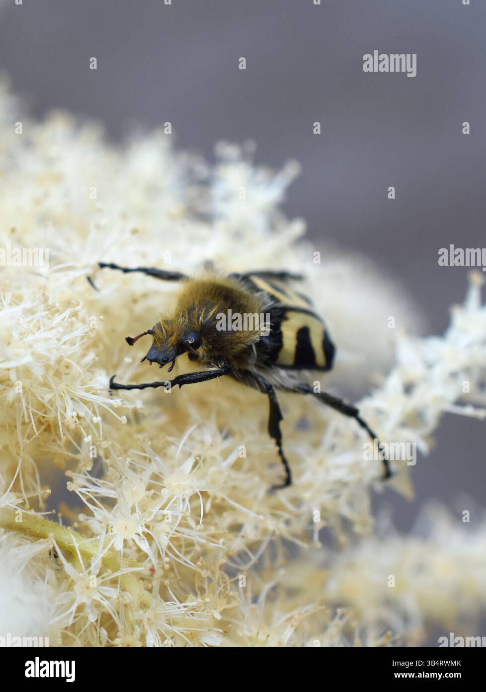 Coléoptère Trichius fasciatus mangeant du pollen dans une fleur blanche de meadowSweet Banque D'Images