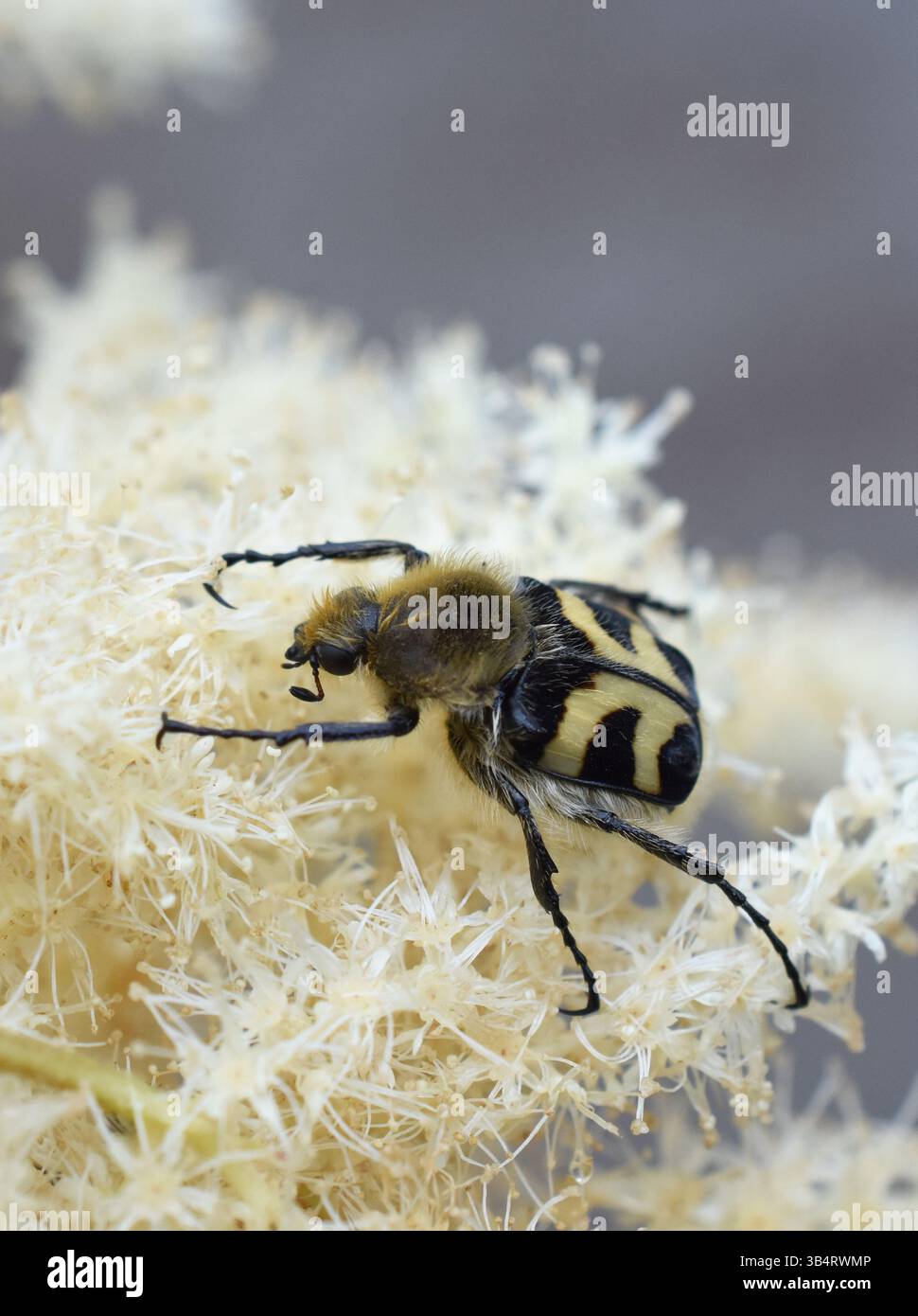 Coléoptère Trichius fasciatus mangeant du pollen dans une fleur blanche de meadowSweet Banque D'Images