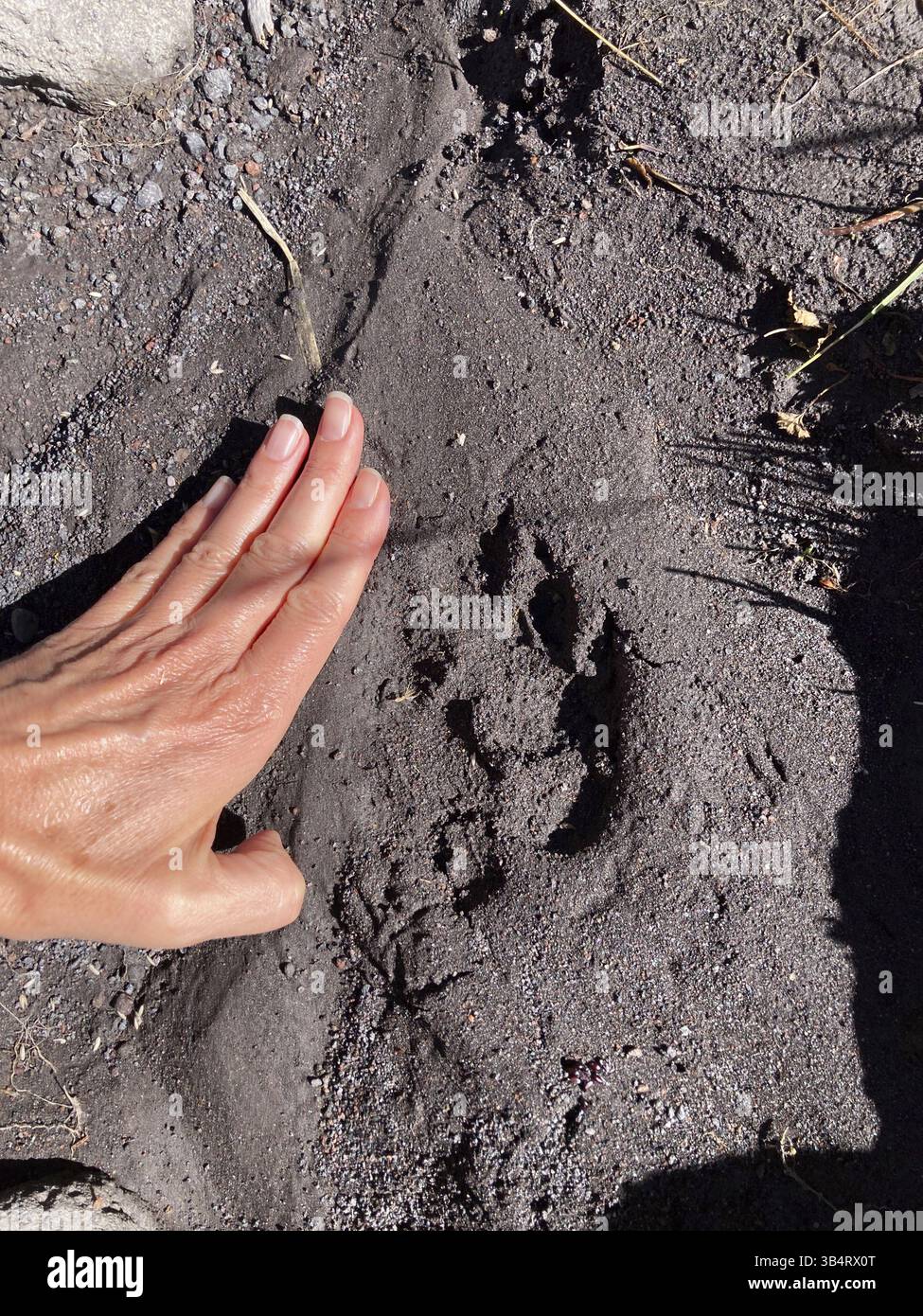 Trace d'un Cougar dans le parc national de Lanin, Patagonie, Argentine, Amérique du Sud Banque D'Images
