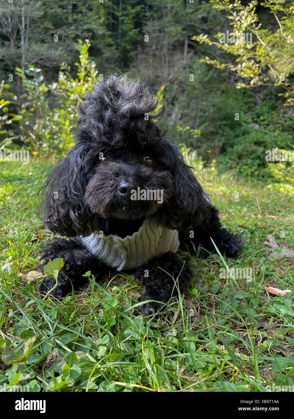 Caniche noire dans un parc paysagé, en marchant sur la chaussée. Banque D'Images
