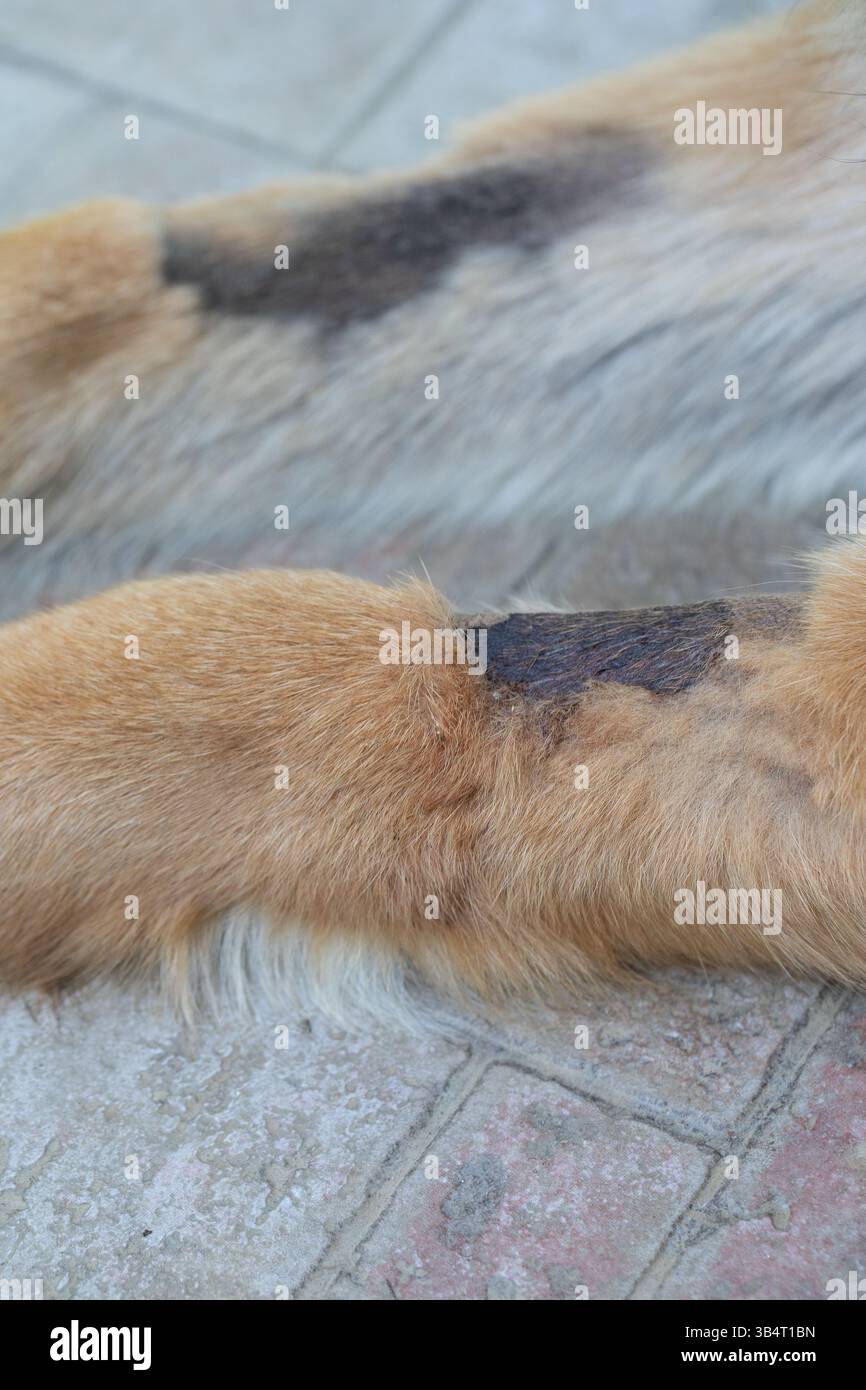 Chien de berger allemand avec des problèmes de peau montrant des marques noires sur la fourrure et les jambes Banque D'Images