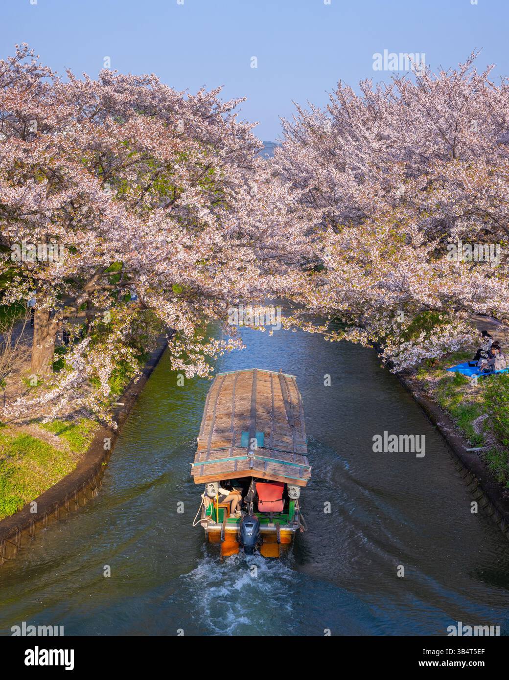 Canal Fushimi Jikkokubune avec des bateaux pendant Cherry Blossom Sakura Spring Kyoto Japon Banque D'Images