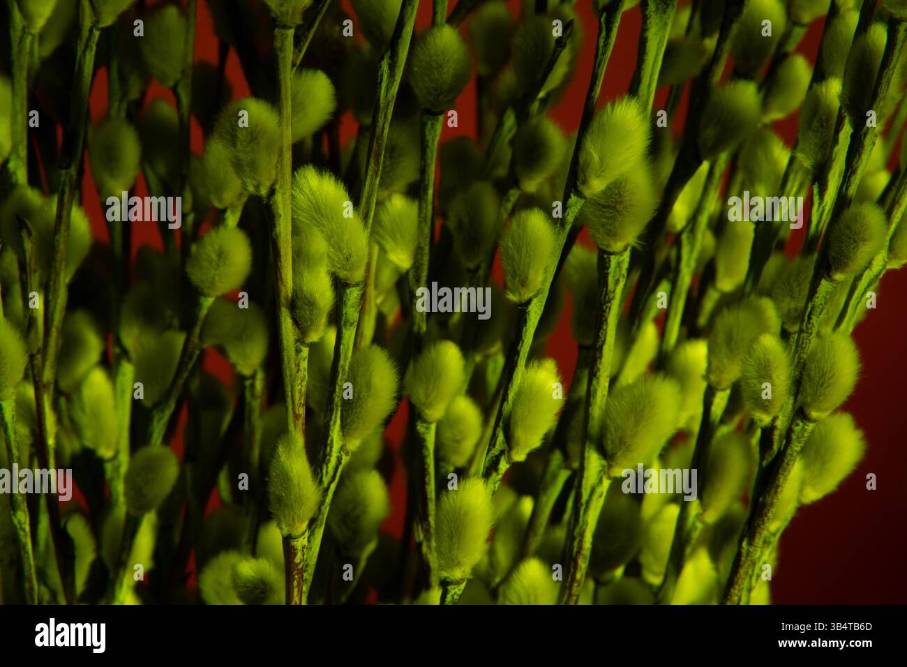 Bouquet de fleurs de saule en lumière verte néon sur fond rouge. Photo studio. Banque D'Images