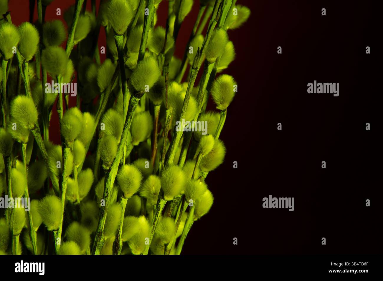 Bouquet de fleurs de saule en lumière verte néon sur fond rouge. Photo studio. Banque D'Images