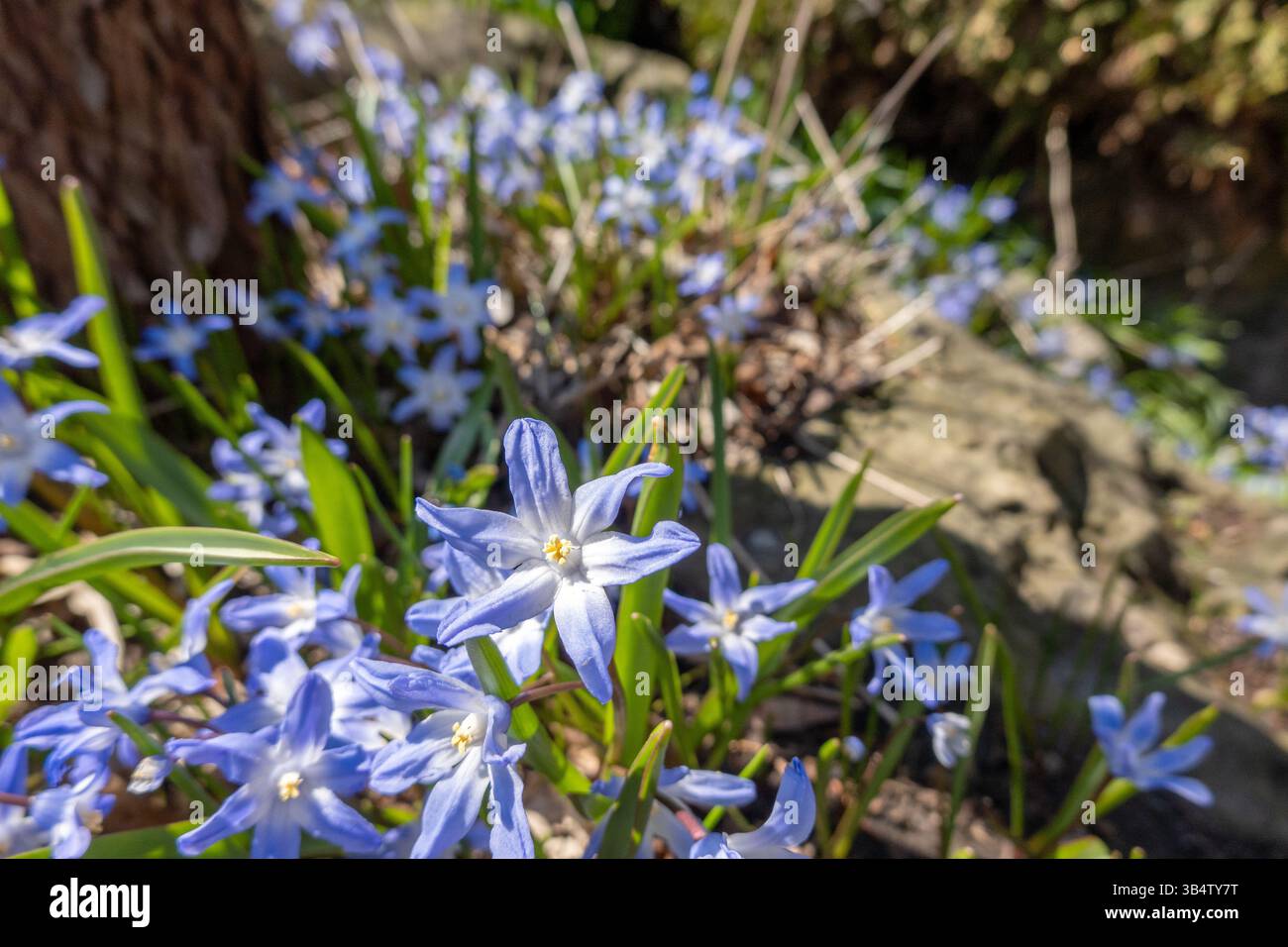 Chionodoxa Glory-of-the-Snow (Scilla luciliae), également connu sous le nom de Glory-of-the-Snow de Bossier, Glory-of-the-Snow de Lucile, floraison précoce. Stock photo Banque D'Images