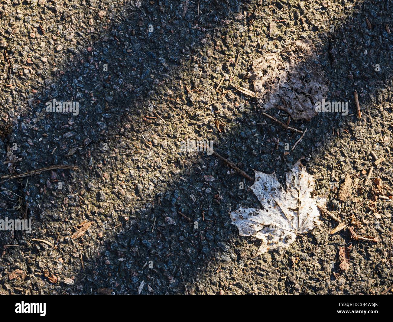 Une feuille solitaire repose sur le sol en Suède, mettant en valeur la texture complexe du sol sous-jacent. Les ombres tombent à travers la feuille, soulignant son del Banque D'Images