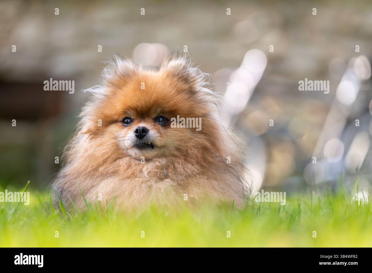 Chien poméranien aux cheveux roux dans le parc. Portrait de chien poméranien. Banque D'Images