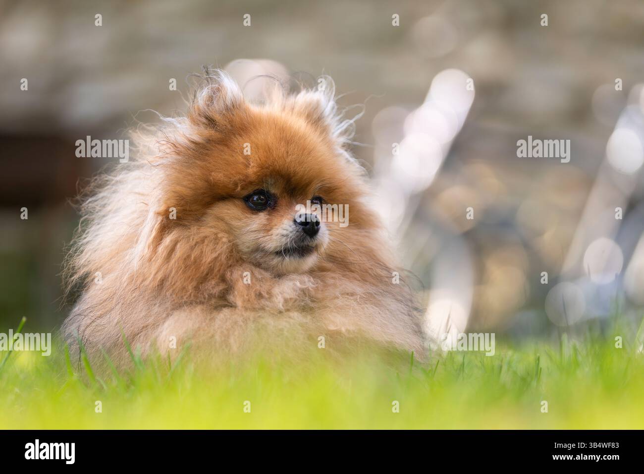 Chien poméranien aux cheveux roux dans le parc. Portrait de chien poméranien. Banque D'Images