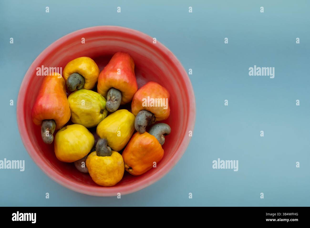 Fruits de noix de cajou crues mûres récoltés dans le jardin. Vue rapprochée de fruits de noix de cajou colorés dans un bol sur fond bleu clair. Personne, selecti Banque D'Images