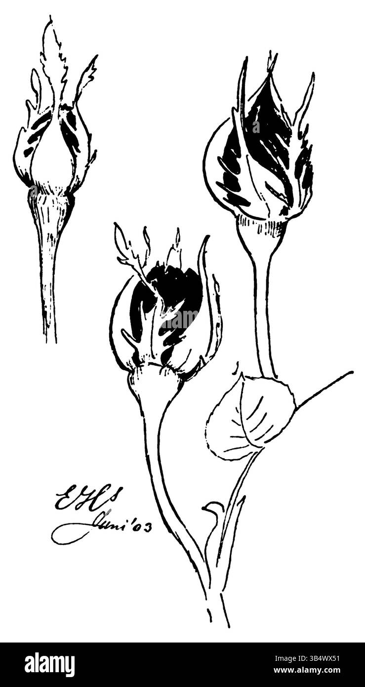 Une photographie du livre 'Wandelen en Waarnemen' d'Eli Heimans, publié en 1906. Cette image, à la page 017, capture l'essence de l'époque et du paysage au début du XXe siècle, reflétant le travail de Heimans en tant que photographe et naturaliste. Banque D'Images