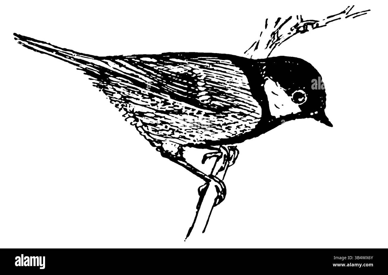 La page 075 du livre de 1906 d'Eli Heimans 'Wandelen en waarnemen' présente un autre de ses paysages naturalistes caractéristiques. L'artiste se concentre sur les détails fins de la nature, mettant l'accent sur des représentations réalistes de l'environnement. Banque D'Images