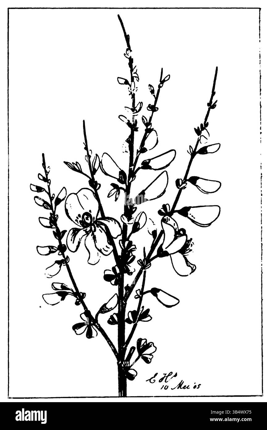 Image tirée de la page 104 du livre de 1906 d'Eli Heimans 'Wandelen en Waarnemen', mettant en scène une scène de la nature pendant la marche. Banque D'Images