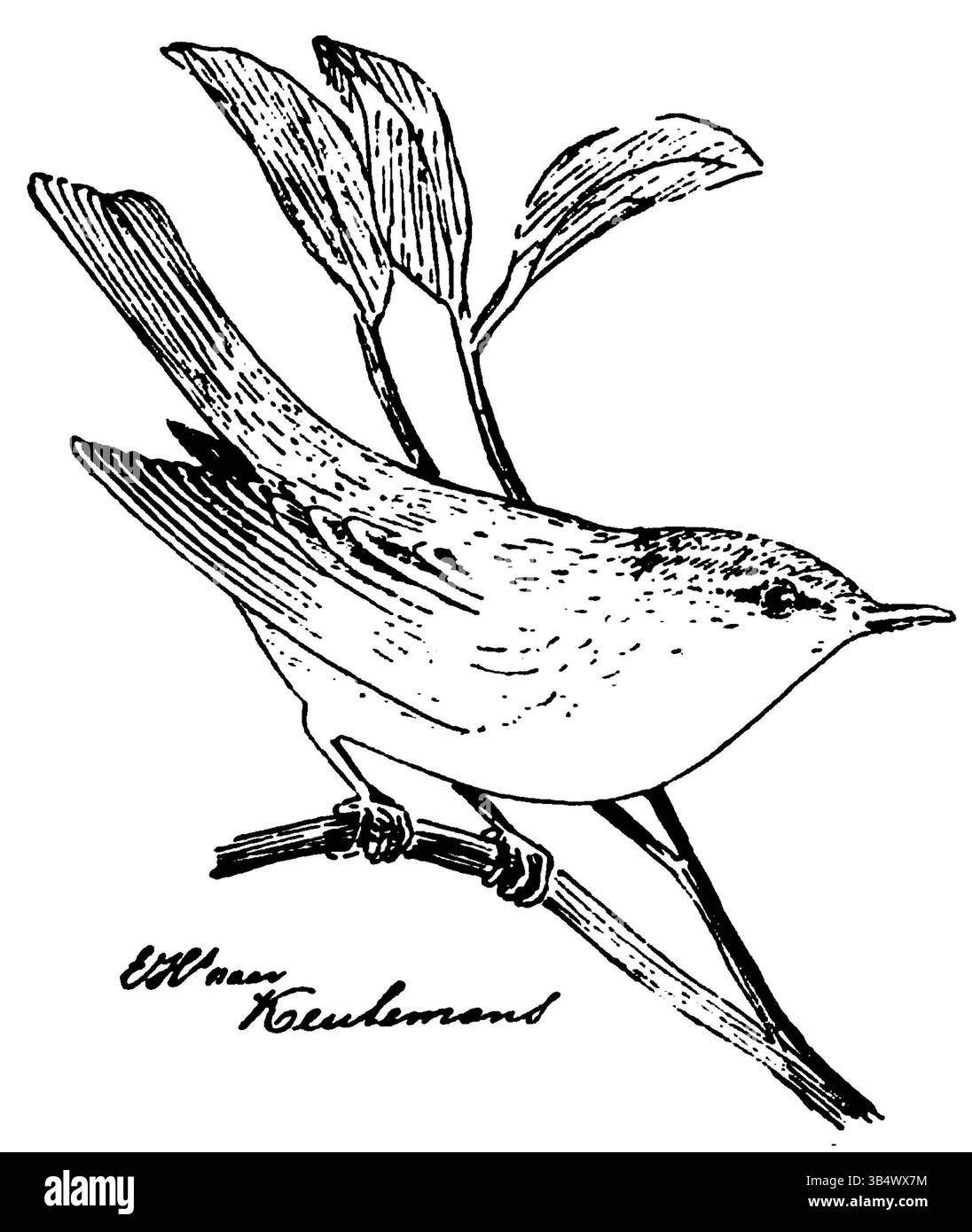 Image de la page 092 du livre de 1906 d'Eli Heimans 'Wandelen en Waarnemen', capturant l'observation de la nature. Banque D'Images