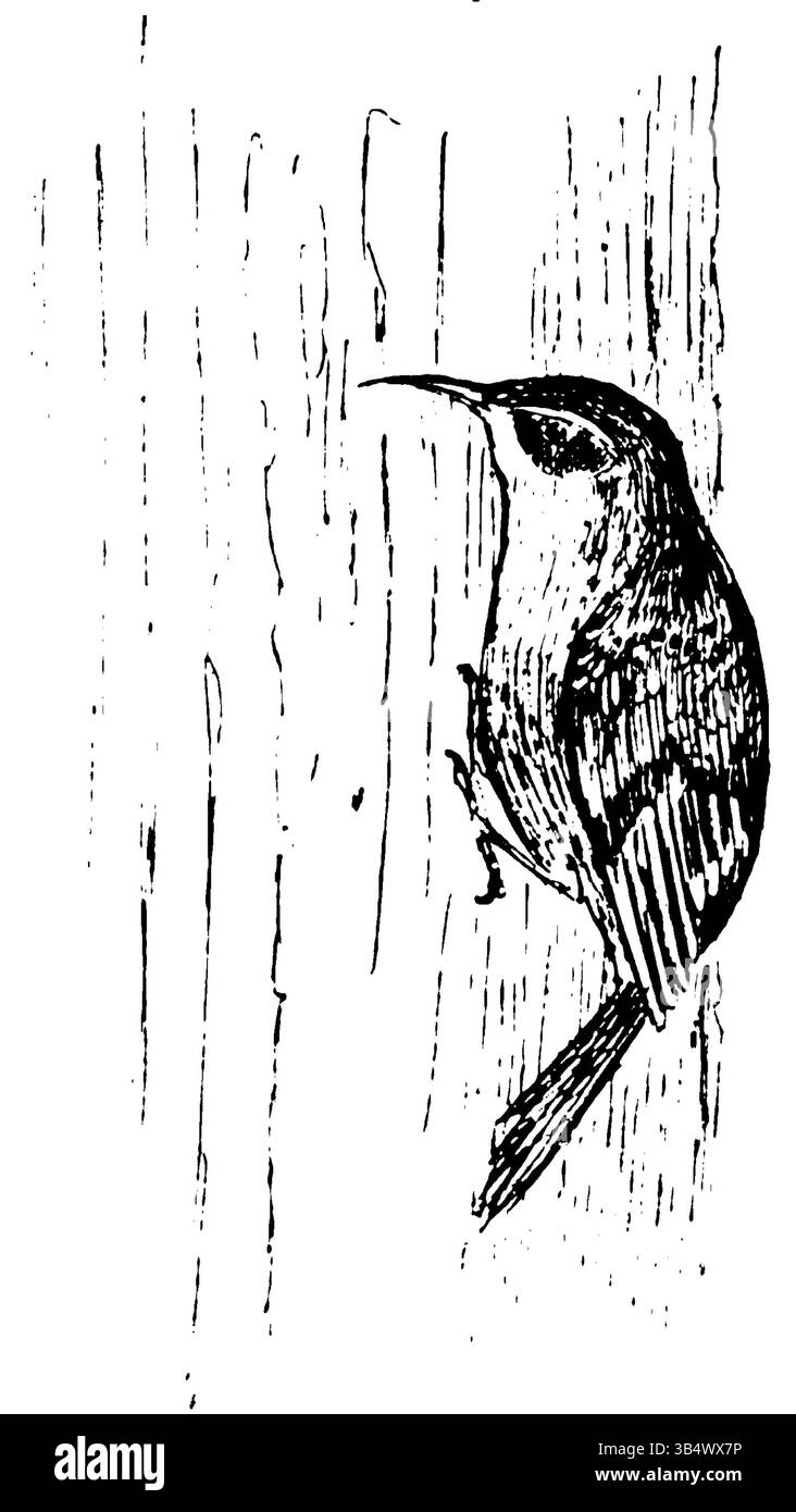 Image de la page 082 du livre d'Eli Heimans de 1906 *Wandelen en waarnemen*, représentant une scène naturelle. L'œuvre reflète l'intérêt de Heimans pour l'observation de la nature et son approche artistique détaillée du paysage néerlandais. Banque D'Images