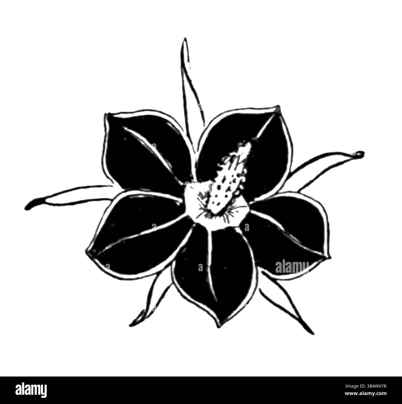 Une illustration tirée de Wandelen en waarnemen (1906) d'Eli Heimans, montrant des observations détaillées de la nature. L’œuvre est connue pour son style naturaliste et les observations vives de l’auteur du monde qui l’entoure, contribuant ainsi aux études de paysage néerlandaises et à la littérature environnementale. Banque D'Images