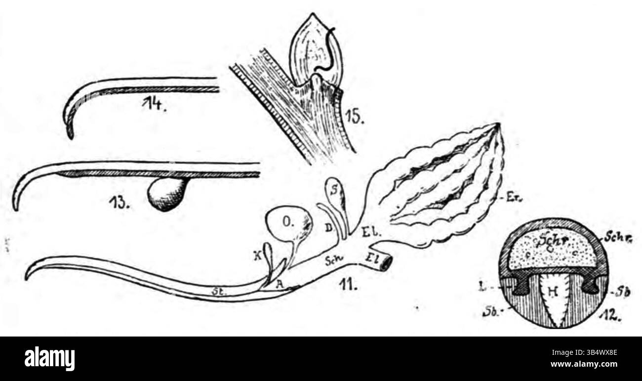 La page 150 du livre de 1906 d'Eli Heimans 'Wandelen en Waarnemen' présente une autre image de Galles, poursuivant les observations de l'auteur sur les irrégularités végétales dans la nature. Banque D'Images