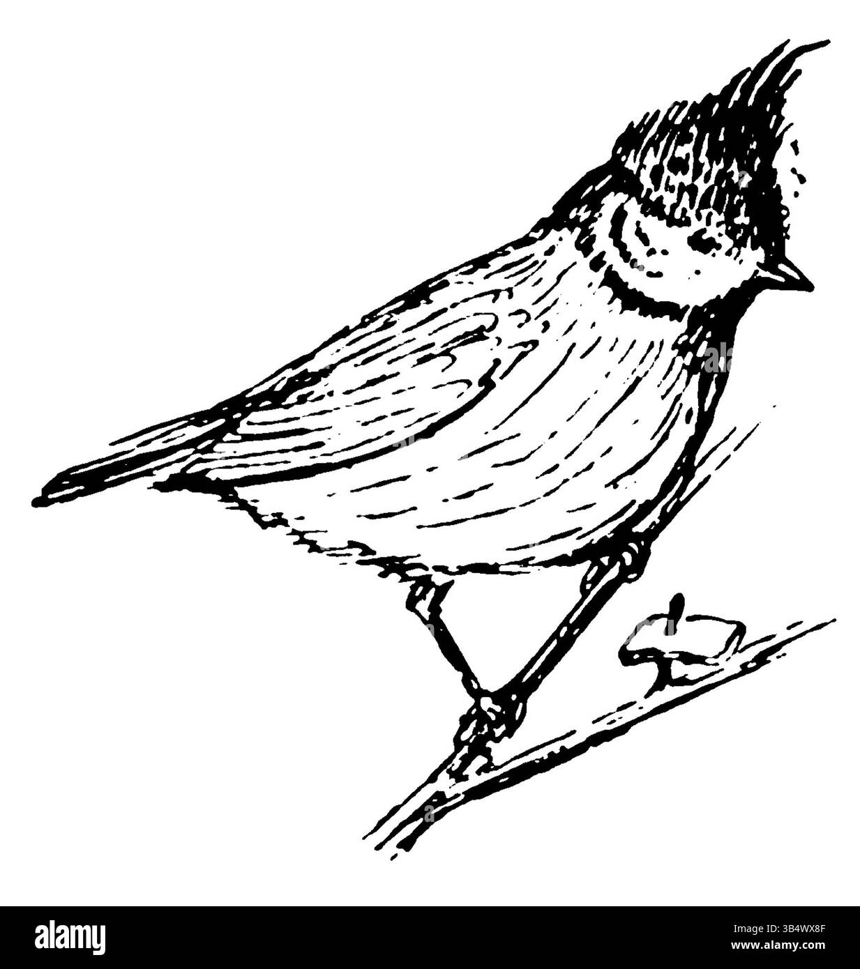 Image de la page 078 du livre 'Wandelen en Waarnemen' de 1906 d'Eli Heimans, montrant un paysage détaillé ou une scène de la nature, typique du style de l'auteur, mettant l'accent sur l'observation de l'environnement. Banque D'Images