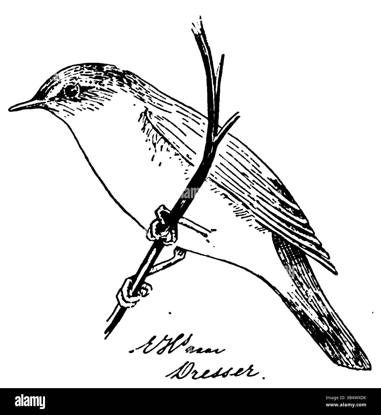 Une image du livre de 1906 'Wandelen en waarnemen' d'Eli Heimans, mettant en valeur une observation liée à la nature ou à l'environnement. Banque D'Images