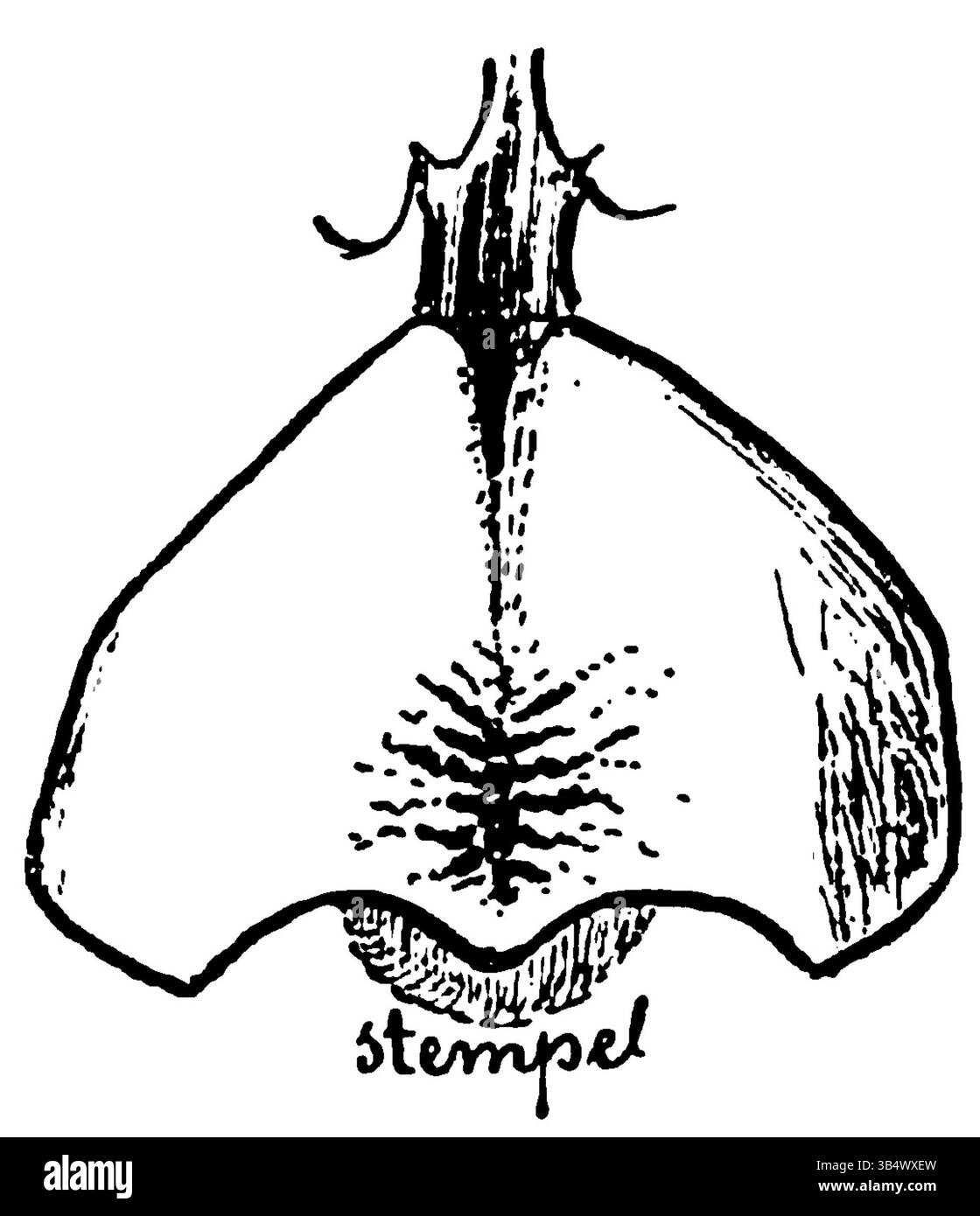 L'image de la page 049 du livre de 1906 d'Eli Heimans 'Wandelen en waarnemen' poursuit sa documentation de la nature néerlandaise, présentant une autre scène de paysage finement détaillée. Banque D'Images