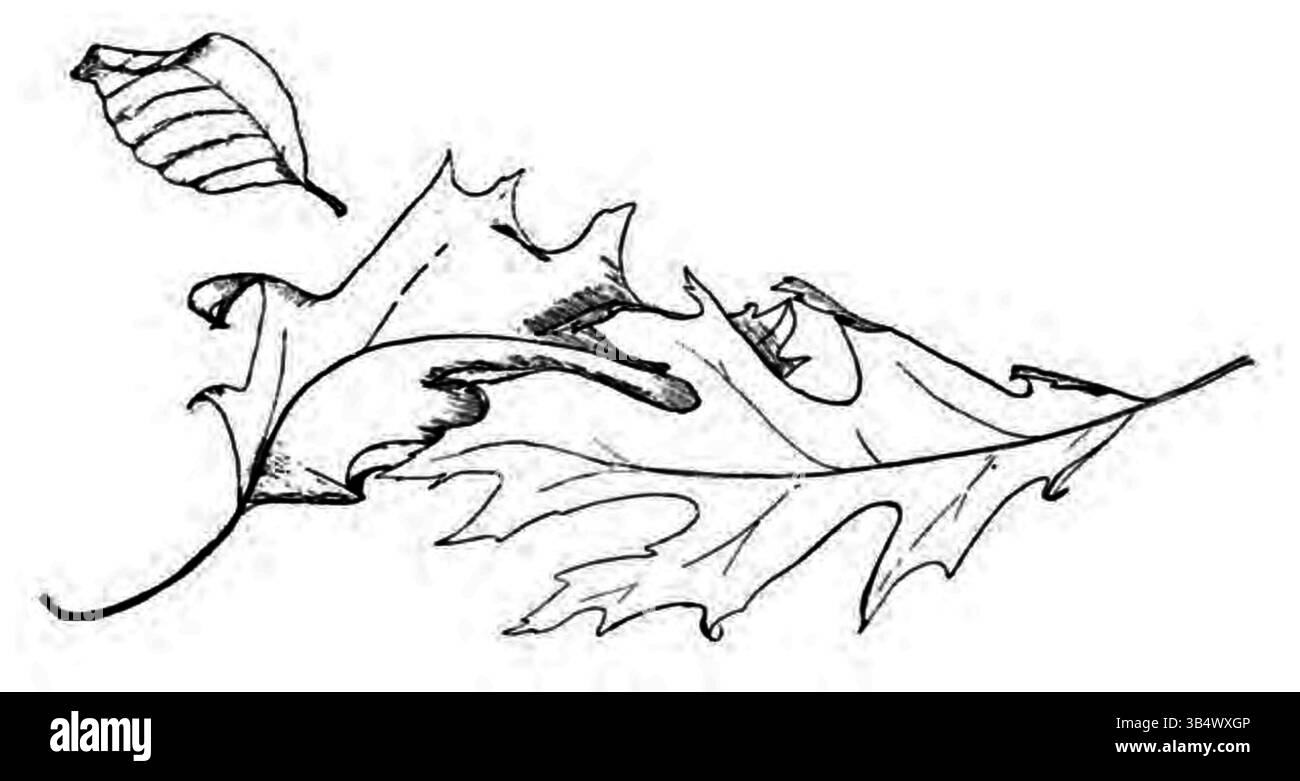 Cette image tirée du livre de 1906 d'Eli Heimans 'Wandelen en waarnemen' représente des feuilles, en se concentrant sur les détails naturels de la vie végétale. L'image capture l'essence de l'observation de la nature, mettant l'accent sur les motifs complexes et les textures des feuilles. Banque D'Images