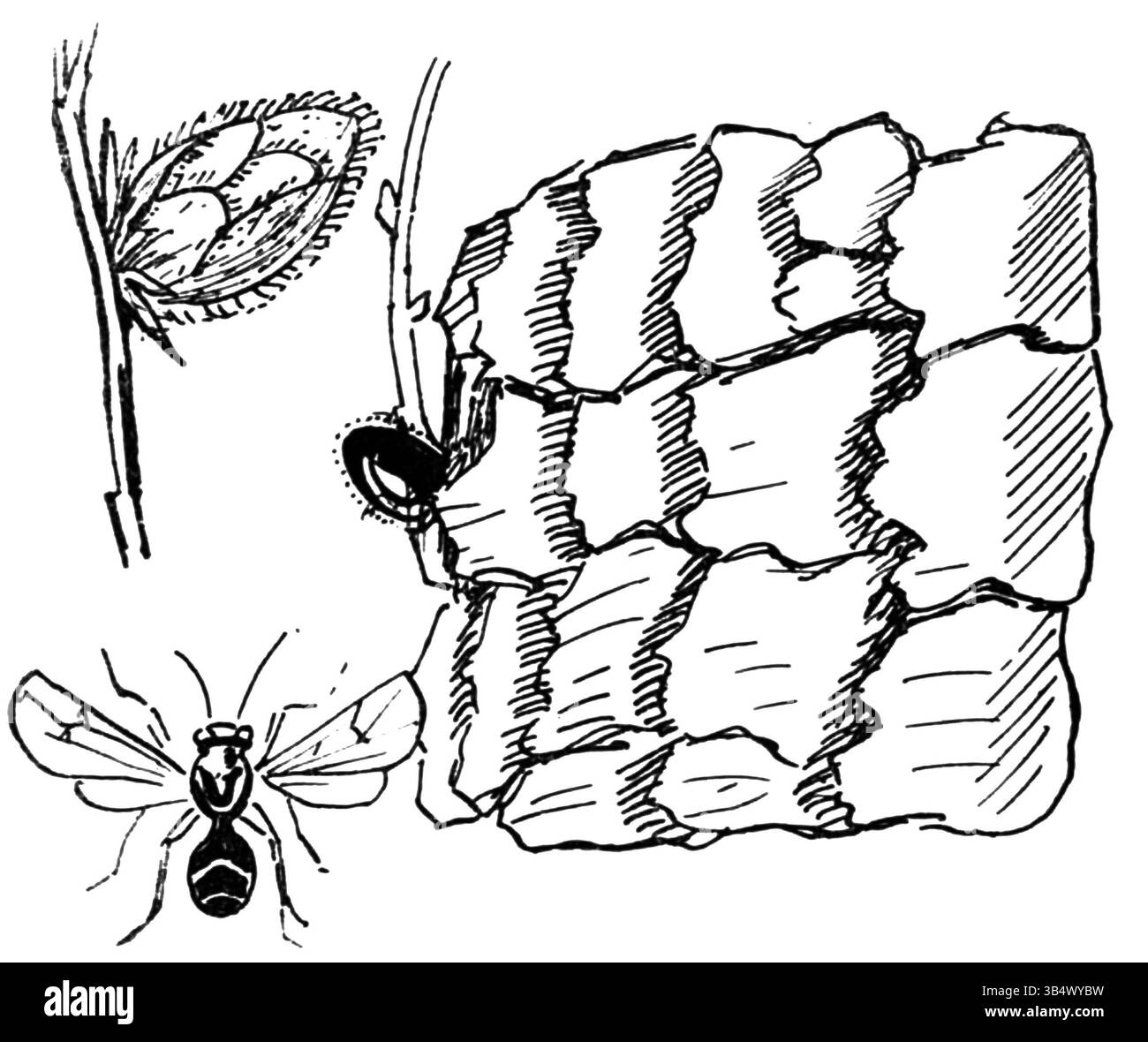 Une image de l'œuvre d'Eli Heimans de 1906, Wandelen en waarnemen, montrant une guêpe, soulignant ses caractéristiques naturelles et le style d'observation typique du livre. Il reflète l'accent mis par Heimans sur la capture des détails du monde naturel. Banque D'Images