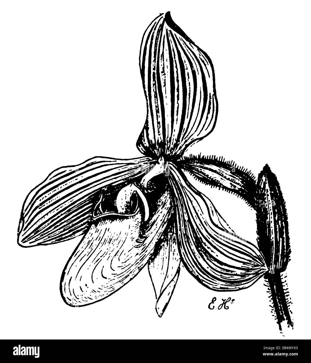 Une page du livre de 1906 d'Eli Heimans 'Wandelen en waarnemen', illustrant des scènes de nature détaillées, mettant l'accent sur l'observation naturelle et l'illustration de paysages dans un contexte historique. Banque D'Images