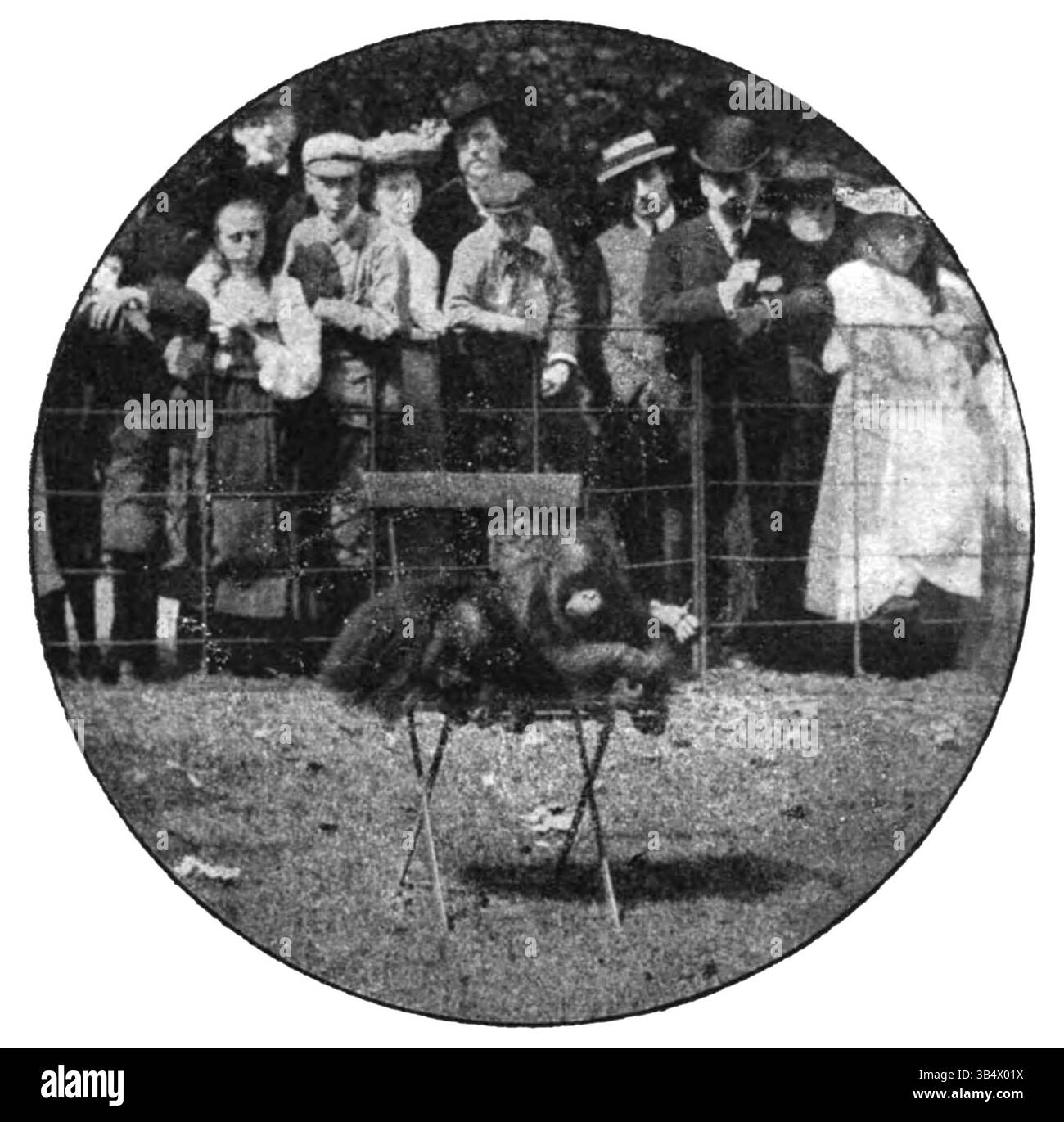 Cette image d'orang-outans apparaît à la page 198 du livre d'Eli Heimans de 1906 'Wandelen en waarnemen', capturant ces primates dans leur environnement naturel. Banque D'Images Cette image d'orang-outans apparaît à la page 198 du livre d'Eli Heimans de 1906 'Wandelen en waarnemen', capturant ces primates dans leur environnement naturel. Banque D'Images