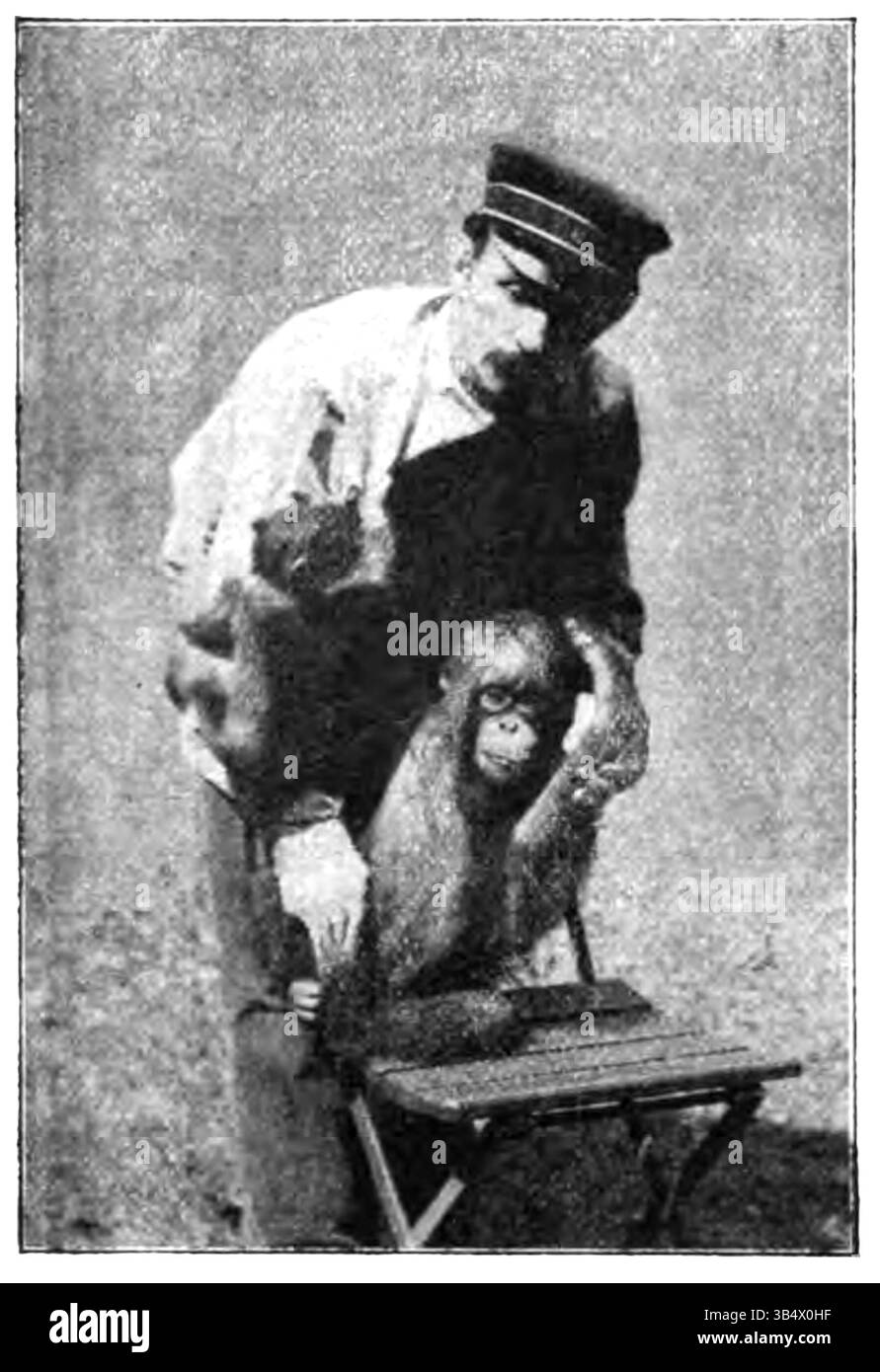 Une image d'un orang-outan, figurant à la page 196 du livre d'Eli Heimans de 1906 'Wandelen en waarnemen'. Le livre explore les observations de la faune, y compris ce primate. Banque D'Images