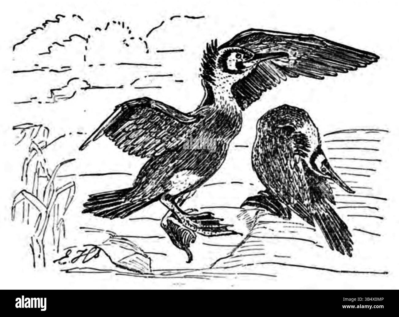 Cette image du Grand Cormoran apparaît à la page 191 de l'ouvrage de 1906 d'Eli Heimans 'Wandelen en waarnemen', montrant l'oiseau dans son habitat naturel. Banque D'Images