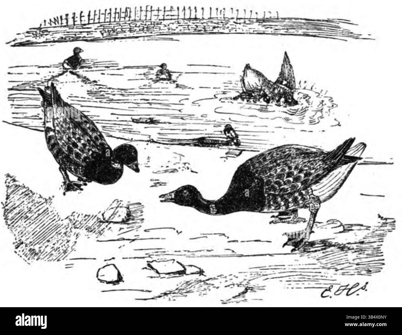 Cette image d'oies de Brent de la page 203 de 'Wandelen en waarnemen' (1906) d'Eli Heimans met en évidence la migration et le comportement de cette espèce. Banque D'Images