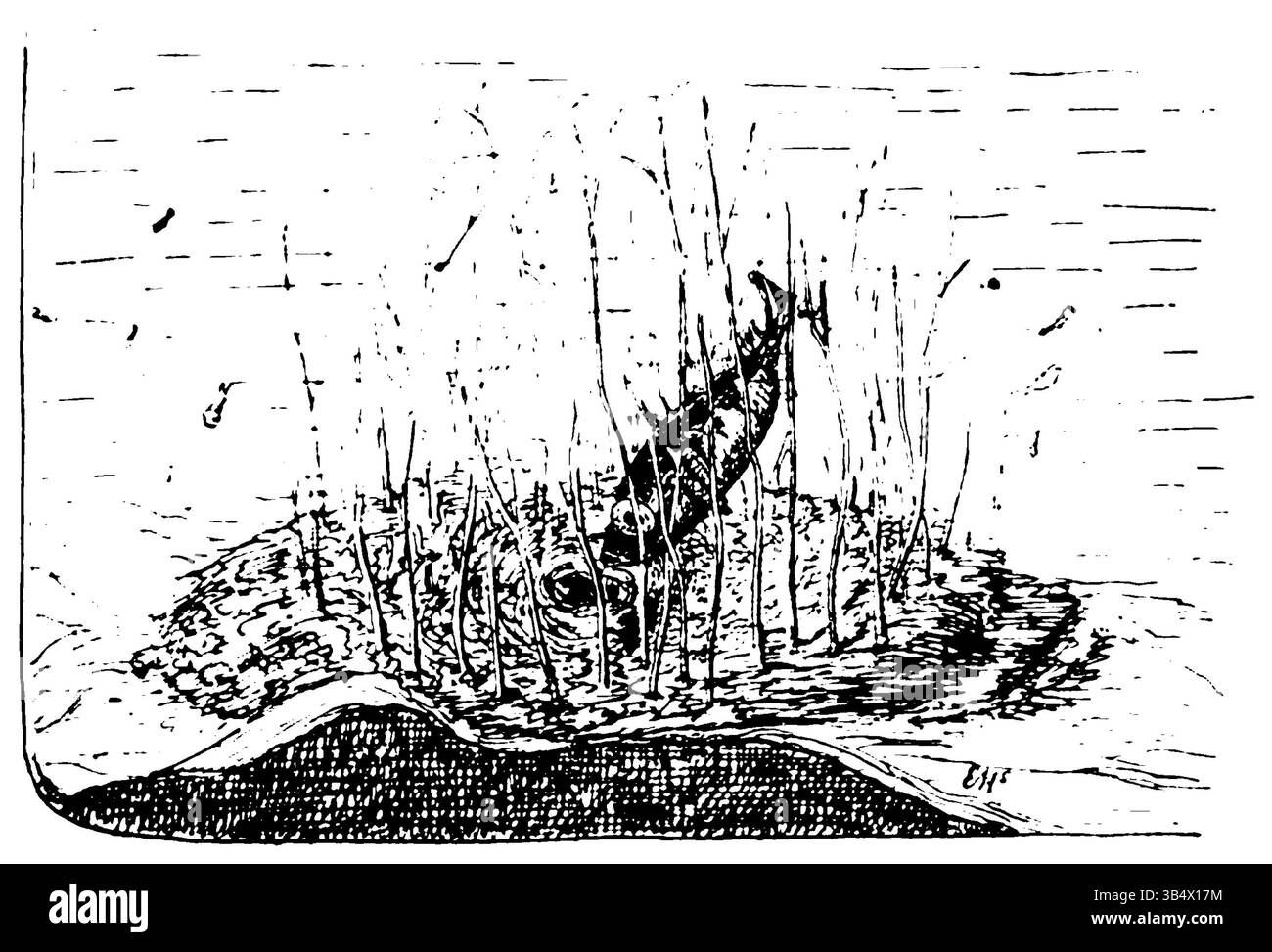 Image de la page 095 du livre de 1906 d'Eli Heimans 'Wandelen en Waarnemen', représentant le thème de la marche et de l'observation. Banque D'Images