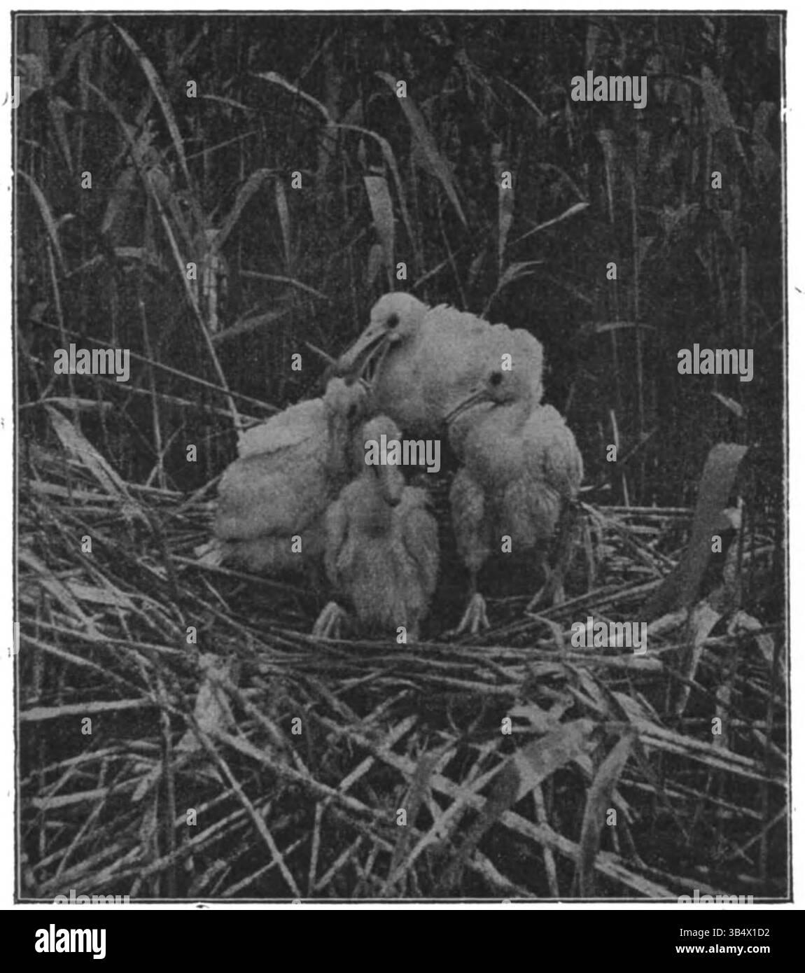 Cette image tirée du livre de 1906 d'Eli Heimans 'Wandelen en waarnemen' montre de jeunes cuillères à la page 113. L’ouvrage documente l’observation de la faune sauvage dans la nature et reflète le naturalisme du début du XXe siècle. Banque D'Images