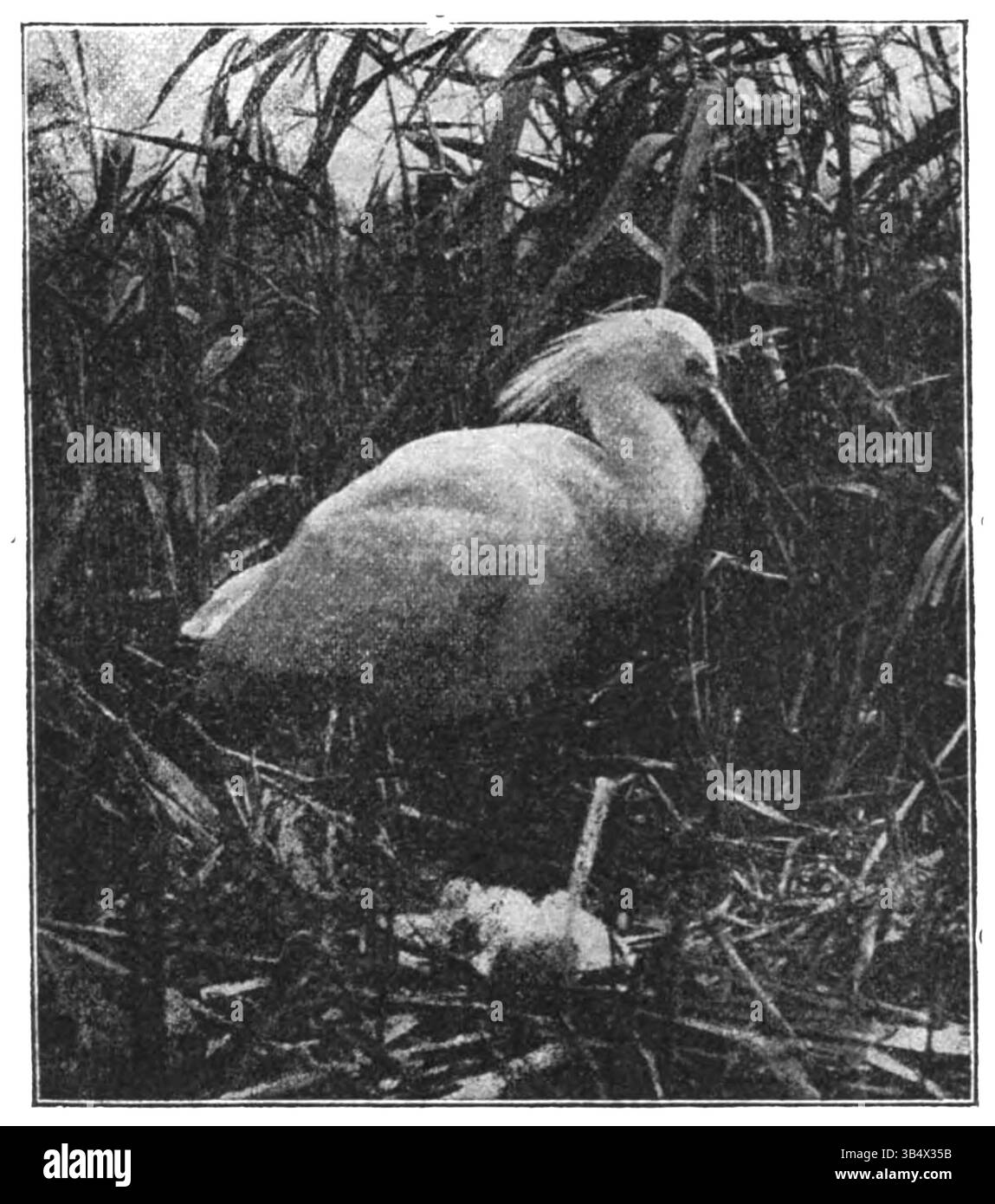 Image de la page 108 du livre 'Wandelen en Waarnemen' de 1906 d'Eli Heimans, capturant une observation détaillée de la nature. Banque D'Images