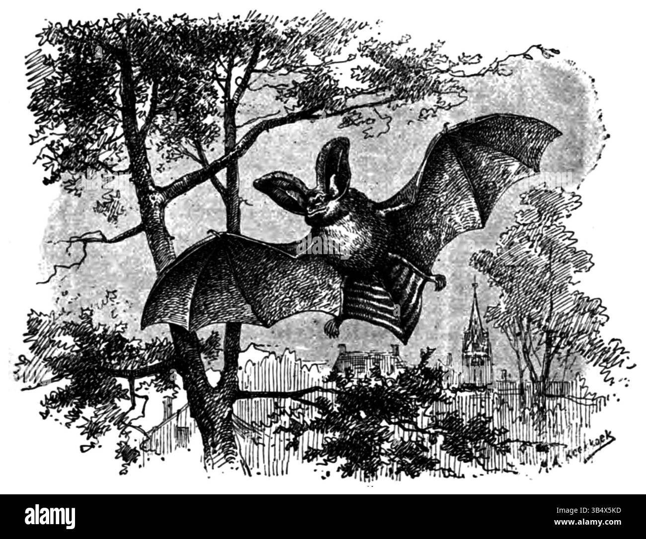 Image d'une chauve-souris brune à longues oreilles à la page 120 du livre 'Wandelen en waarnemen' d'Eli Heimans en 1906. L'illustration présente des représentations détaillées des caractéristiques physiques de la chauve-souris, mettant en valeur l'espèce dans un cadre naturel. Banque D'Images