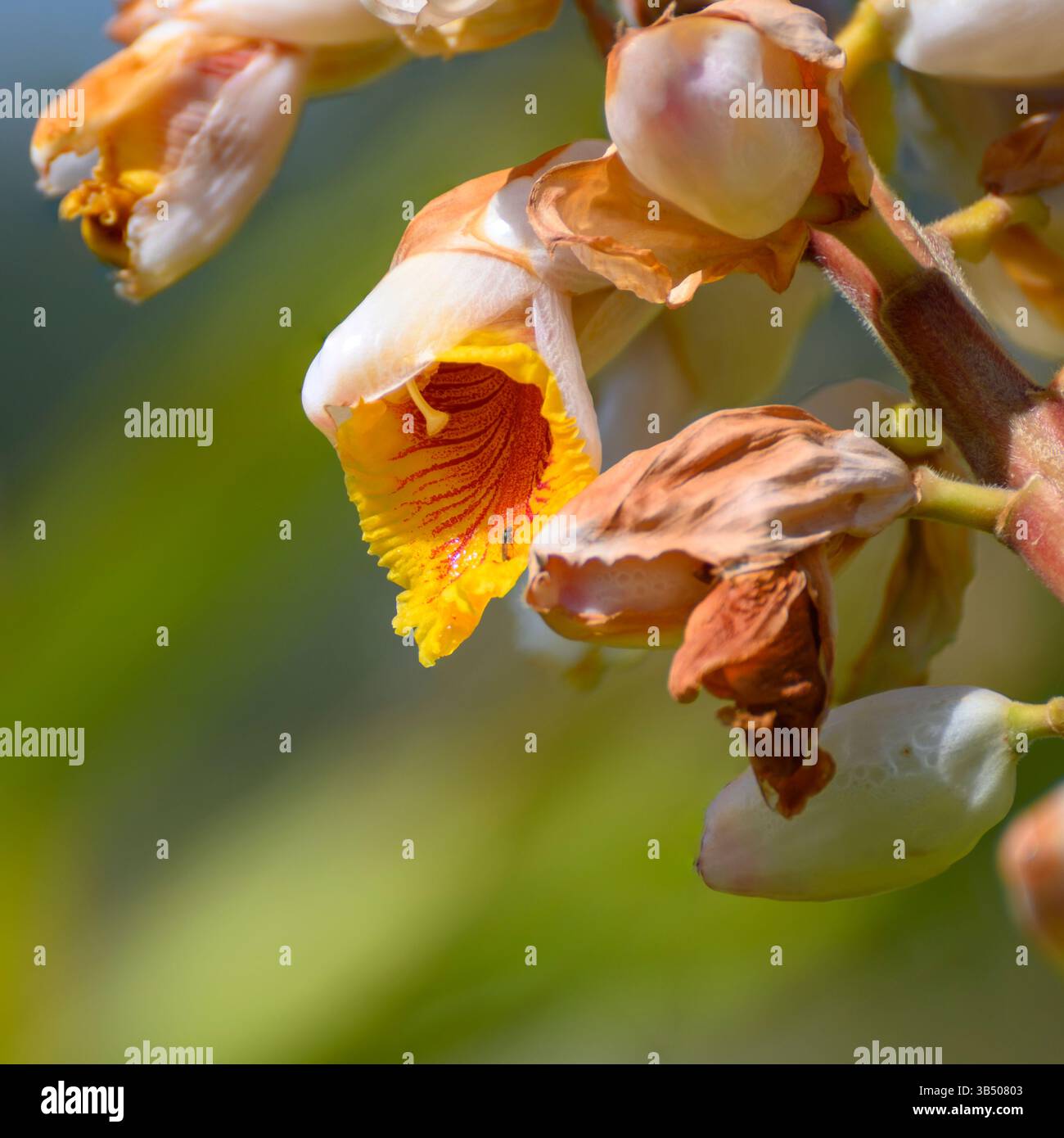 Alpinia mutica le faux arbuste à feuilles persistantes de cardamome du gingembre Banque D'Images