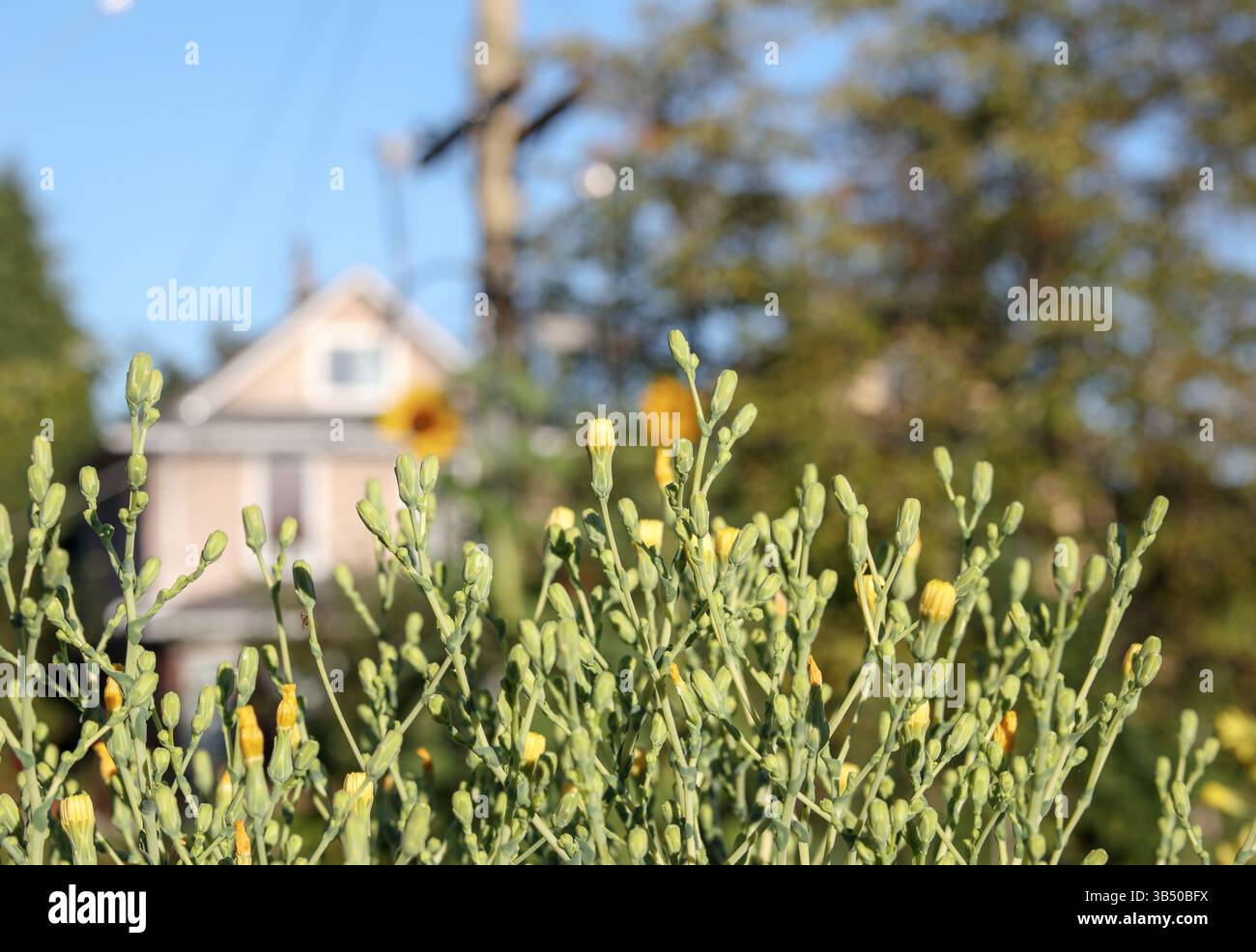 Floraison ou floraison de laitue. Gros plan. Fleurs jaunes et bourgeons floraux poussent dans le potager. Gros plan de la laitue mise en graine. Se Banque D'Images