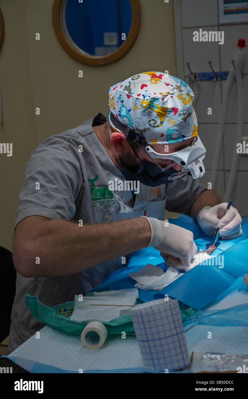 Un vétérinaire en piquant les plaies sur une jambe d'une caille commune ou européenne, (Coturnix coturnix), photographiée à l'Israel Wildlife H Banque D'Images