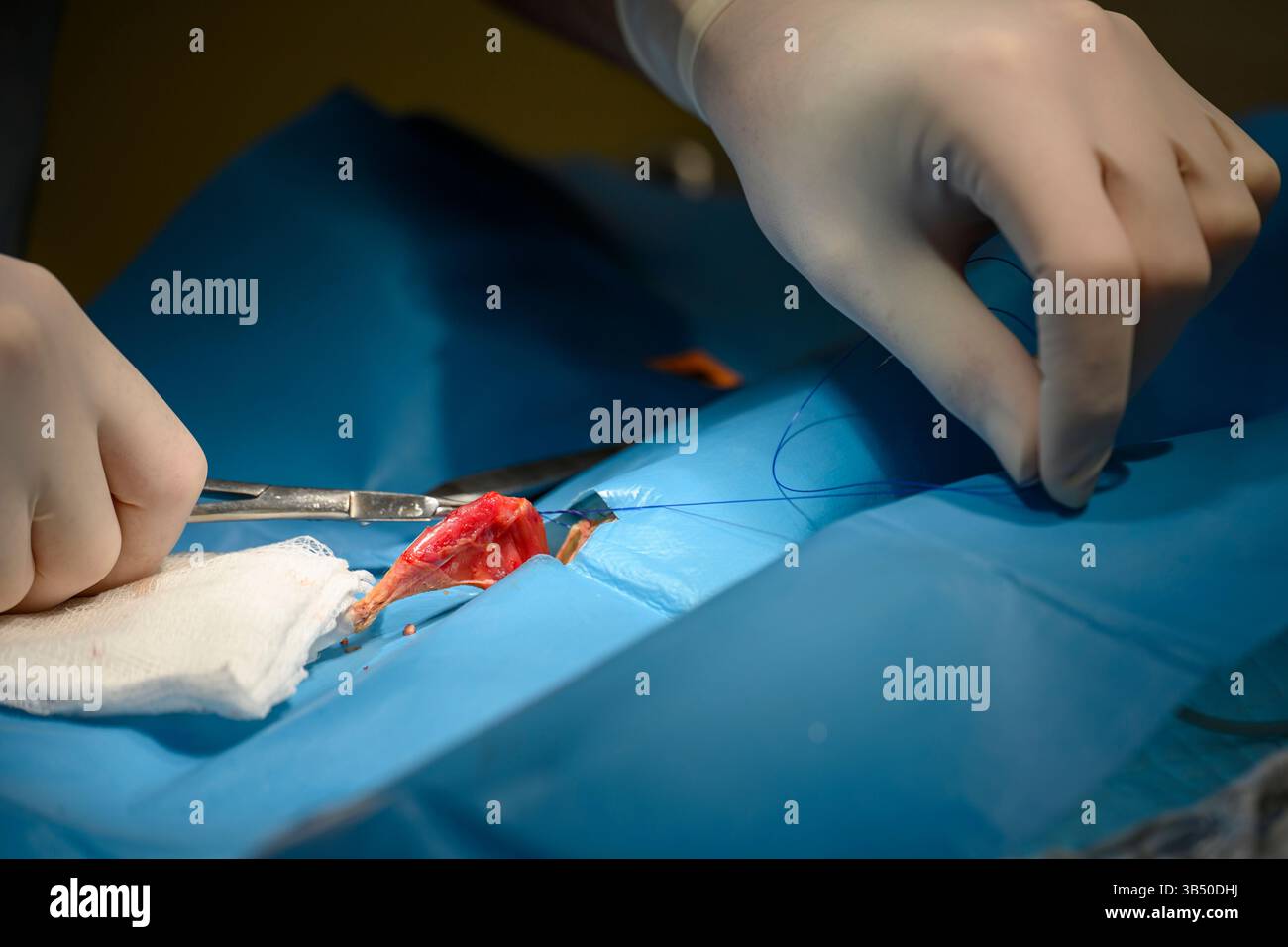 Un vétérinaire en piquant les plaies sur une jambe d'une caille commune ou européenne, (Coturnix coturnix), photographiée à l'Israel Wildlife H Banque D'Images