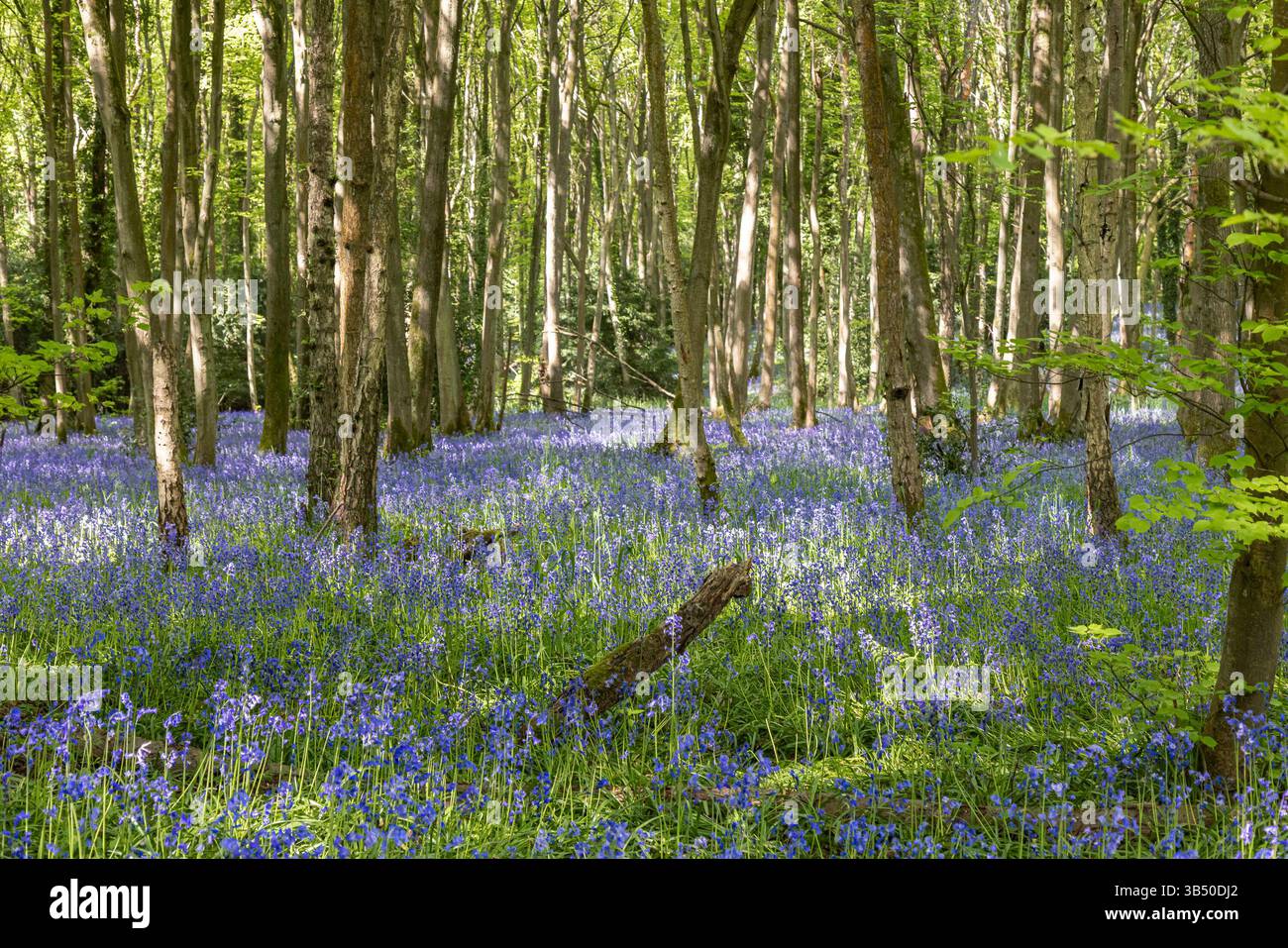 Stourport sur Severn, Royaume-Uni. 1er mai 2025. Météo britannique : alors que le soleil glorieux se déverse sur le Royaume-Uni aujourd'hui, les bois de bluebell près de Stourport sur Severn offrent une grande ambiance de couleur bleue couvrant le sol de la forêt. Crédit : Lee Hudson/Alamy Live News Banque D'Images