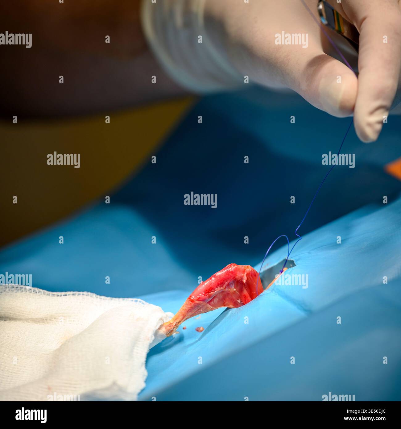 Un vétérinaire en piquant les plaies sur une jambe d'une caille commune ou européenne, (Coturnix coturnix), photographiée à l'Israel Wildlife H Banque D'Images