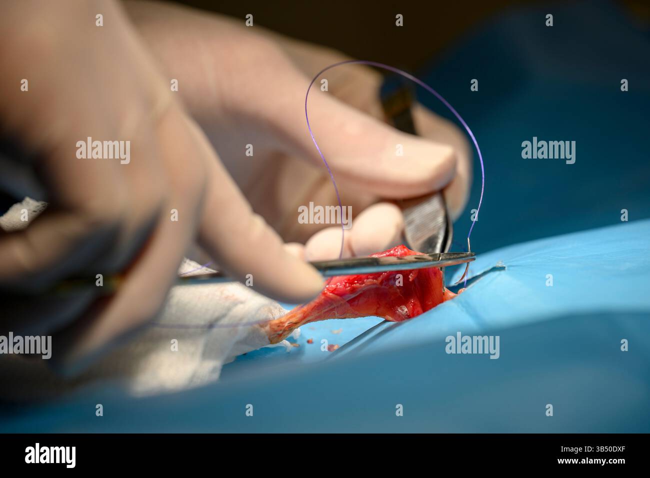 Un vétérinaire en piquant les plaies sur une jambe d'une caille commune ou européenne, (Coturnix coturnix), photographiée à l'Israel Wildlife H Banque D'Images
