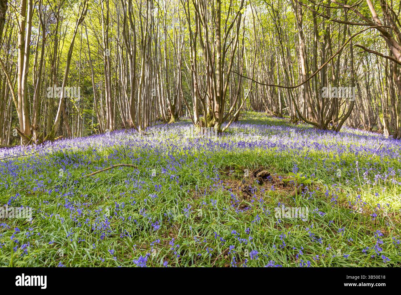 Stourport sur Severn, Royaume-Uni. 1er mai 2025. Météo britannique : alors que le soleil glorieux se déverse sur le Royaume-Uni aujourd'hui, les bois de bluebell près de Stourport sur Severn offrent une grande ambiance de couleur bleue couvrant le sol de la forêt. Crédit : Lee Hudson/Alamy Live News Banque D'Images