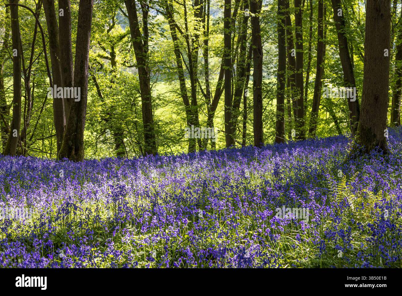 Stourport sur Severn, Royaume-Uni. 1er mai 2025. Météo britannique : alors que le soleil glorieux brille sur le Royaume-Uni aujourd'hui, les bois de bluebell près de Stourport sur Severn offrent une grande ambiance de couleur bleue couvrant le sol de la forêt. Crédit : Lee Hudson/Alamy Live News Banque D'Images