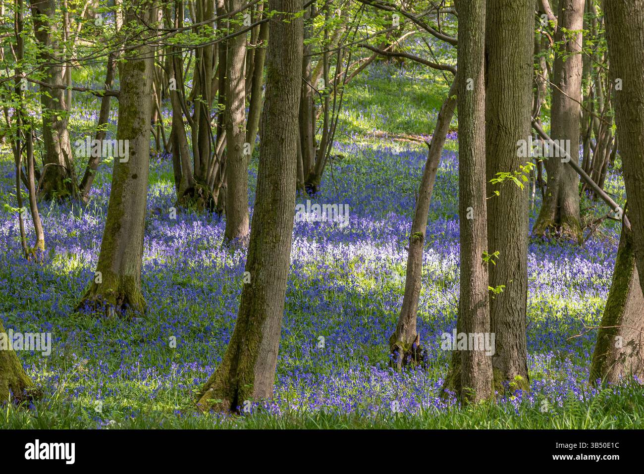 Stourport sur Severn, Royaume-Uni. 1er mai 2025. Météo britannique : alors que le soleil glorieux brille sur le Royaume-Uni aujourd'hui, les bois de bluebell près de Stourport sur Severn offrent une grande ambiance de couleur bleue couvrant le sol de la forêt. Crédit : Lee Hudson/Alamy Live News Banque D'Images