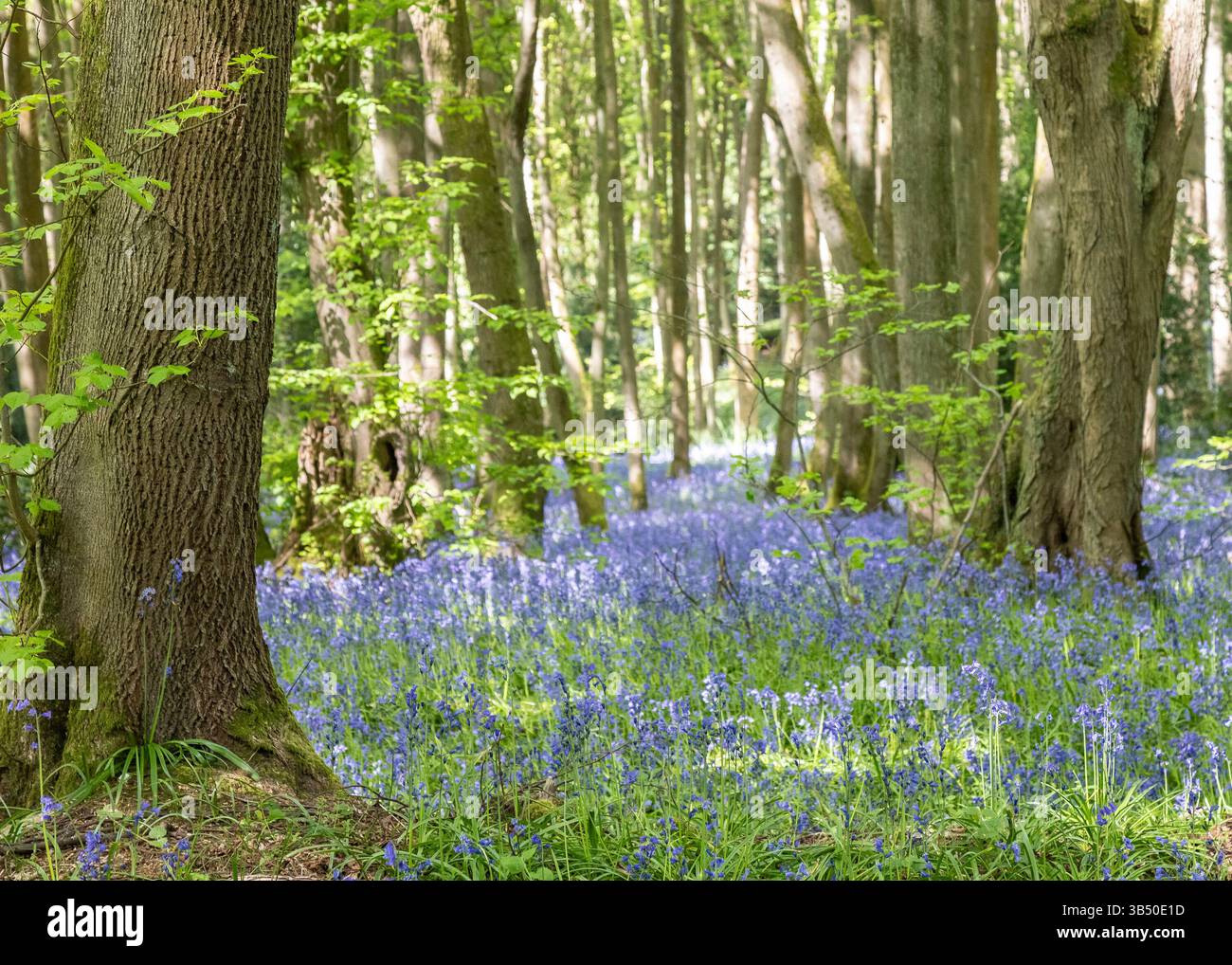 Stourport sur Severn, Royaume-Uni. 1er mai 2025. Météo britannique : alors que le soleil glorieux brille sur le Royaume-Uni aujourd'hui, les bois de bluebell près de Stourport sur Severn offrent une grande ambiance de couleur bleue couvrant le sol de la forêt. Crédit : Lee Hudson/Alamy Live News Banque D'Images