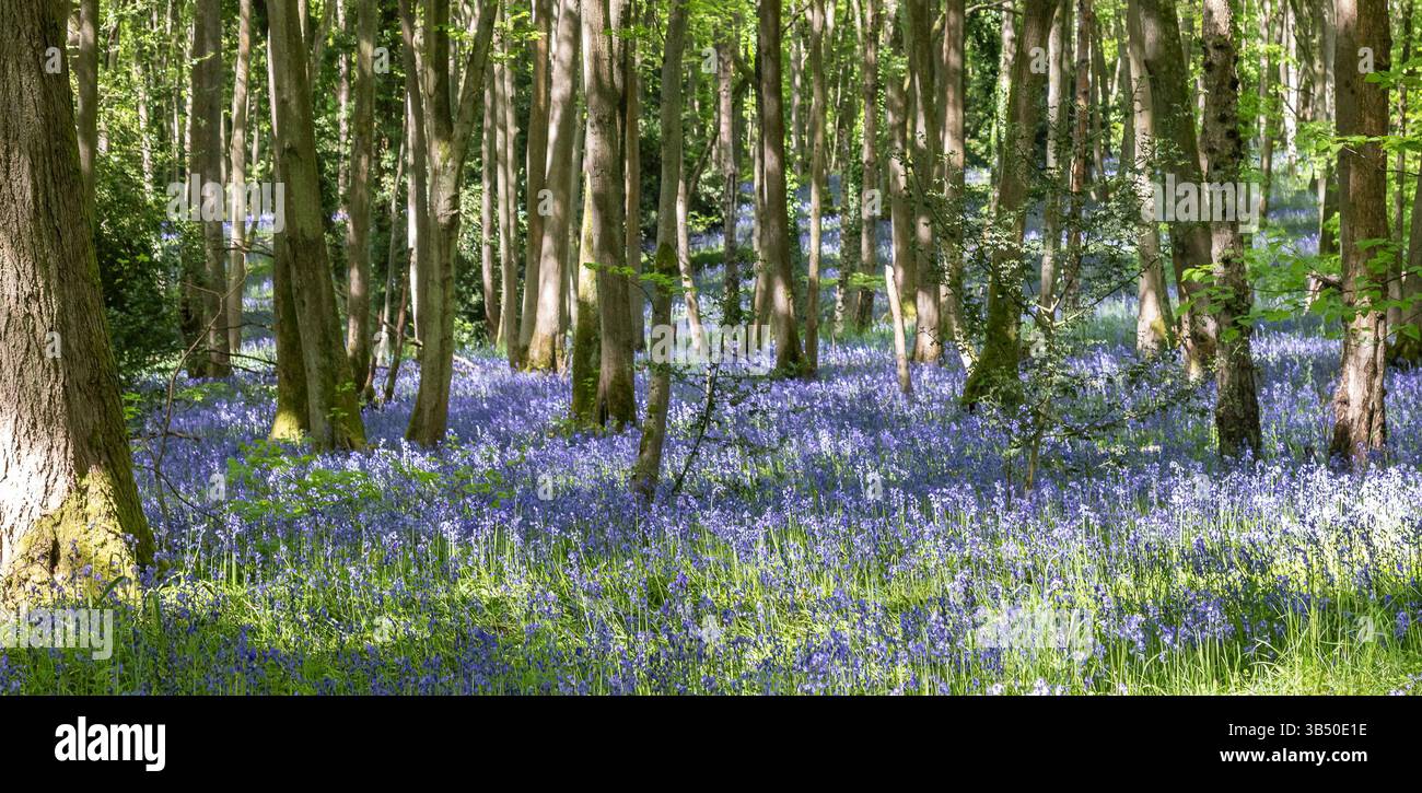 Stourport sur Severn, Royaume-Uni. 1er mai 2025. Météo britannique : alors que le soleil glorieux brille sur le Royaume-Uni aujourd'hui, les bois de bluebell près de Stourport sur Severn offrent une grande ambiance de couleur bleue couvrant le sol de la forêt. Crédit : Lee Hudson/Alamy Live News Banque D'Images